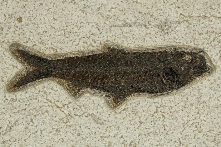 Detailed Fossil Fish (Knightia) - Wyoming #327807